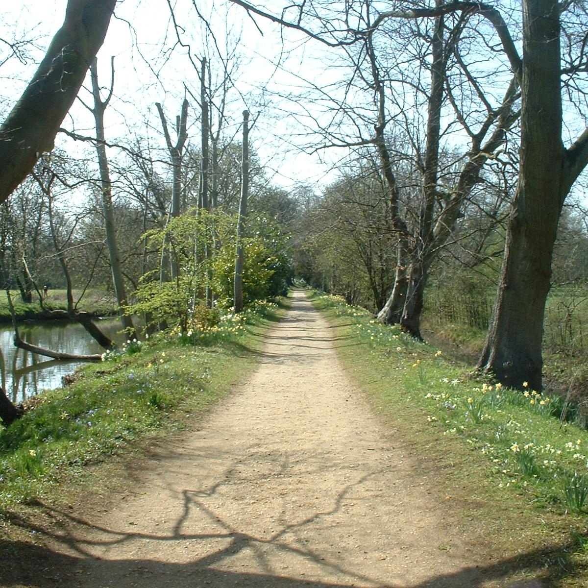 The tree-lined path and spring daffodils on Addison’s Walk at Magdalen College, Oxford